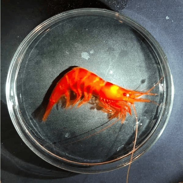 ЯНИС «Базилевс», 1-ый рейс. Часть&nbsp;2